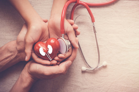 Hands Holding Red Heart With Stethoscope, World Kidney Day, Organ Donor Day