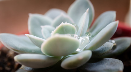 Young cactus with droplets