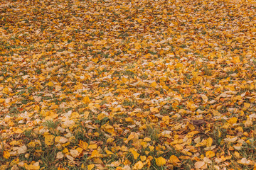 Many yellow autumn leaves. Withered leaves.