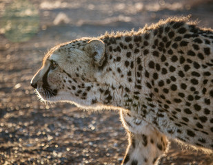 Closeup profile of adult cheetah