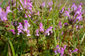 春の野草、ホトケノザ