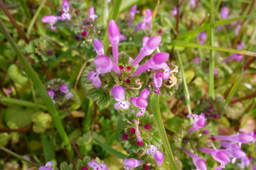 春の野草、ホトケノザ