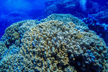 Coral reed at the Red Sea Egypt