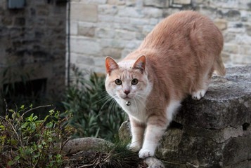 Chat