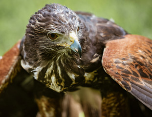 Close-up of immature Black-Chested Buzzard-Eagle head