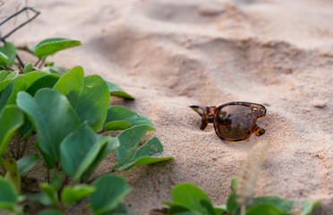 Partially buried brown fashionable wayfarer accessory sunglasses in the sand next to green...