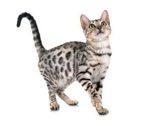 bengal kitten in studio