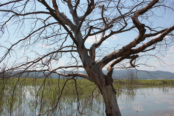 Abandoned trees on the Lake of Doirani Kilkis Greece
