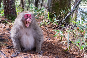 Japanese monkey in forest get angry emotional,open mouth with sharp teeth, his face in red color stand or sit on the floor ready for movement, Money in bamboo forest with sunny day in Japan.