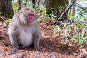 Japanese monkey in bamboo forest , his posture turn face to left look at something, Japanese monkey has red face ,Sun shining to monkey sit on the ground in Japan forest.