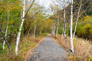 Fototapeta premium Road or pathway with sunrise in autumn forest Kamikochi national park in Japan.