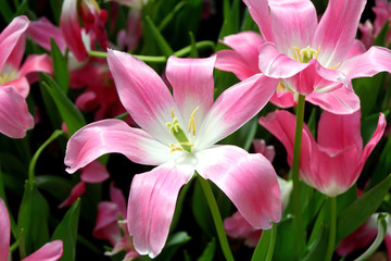 Beautiful Pink Lily Flowers Blooming in the City Park