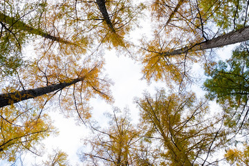 Beautiful autumn tree tops view in autumn forest scene, trees set against sunrise in down view with isolate sky background.