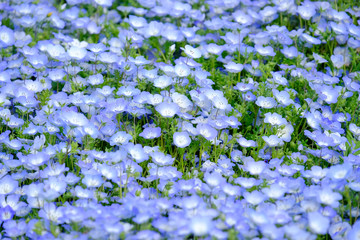 Focus Nemophila garden, Nemophila full bloom in blue purple in Hitachi seaside park in spring...