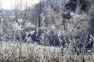 frost