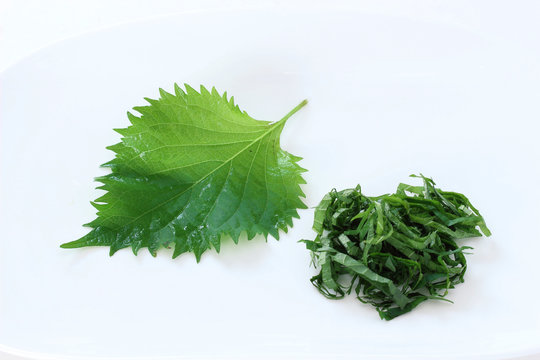 大葉 Images Browse 7 5 Stock Photos Vectors And Video Adobe Stock