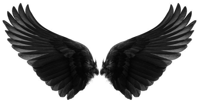 black wings isolated on a white