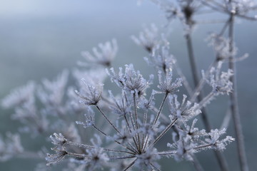 frost