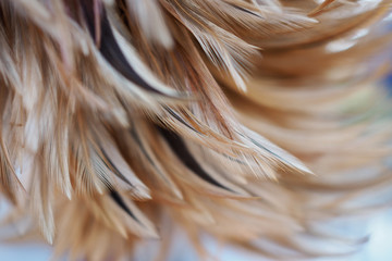 Blur styls and soft color of chickens feather texture for background