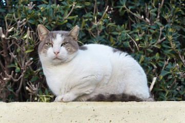 Homeless old cat is sitting on the stone with green grass background