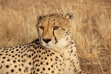 Fototapeta na wymiar Adult cheetah lies down in dry grass