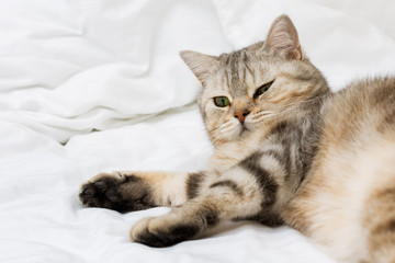 playful scottish breed cat poses for the camera
