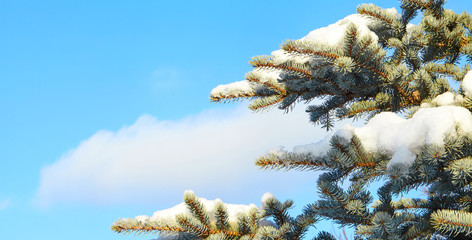 Cones on a fir branch against a blue sky