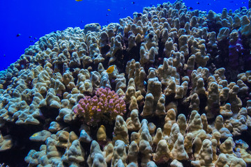 Obraz na płótnie Canvas Coral reed at the Red Sea Egypt
