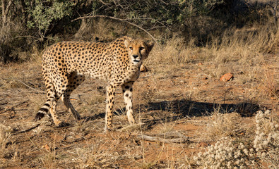 Cheetah walks slowly across desert scrub