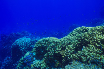 Fototapeta na wymiar Coral reed at the Red Sea Egypt