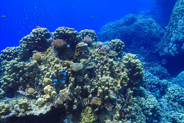 Plakat Coral reed at the Red Sea Egypt