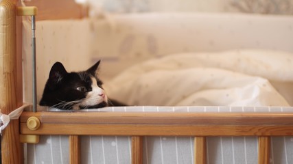 The cat lies in a baby crib and watches what is happening in the house. The idea of tranquility in the family and the owner's love for pets Tired tabby cat stretches and yawns on pillow.