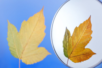 Autumn of life. Elderly concept. Dry leave looking in the mirror. Concept of skin aging. Elderly time.