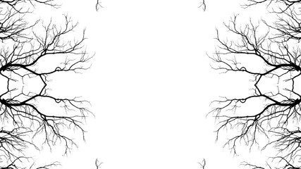 Bare tree branches on a pale white background