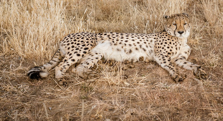 Adult cheetah lies down in dry grass