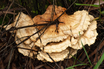 A mushroom growing around forest debris.