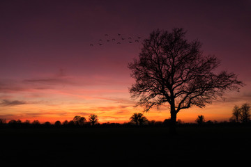 Fototapeta na wymiar silhouette of a tree at sunset with birds flying