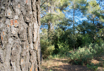 Detalle de tronco de árbol a la izquierda con bosque de fondo