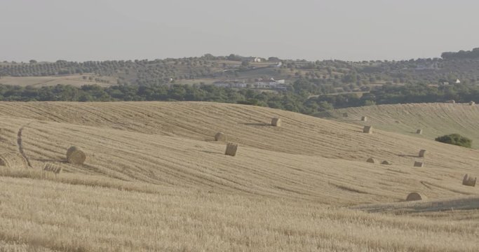 Panoramic shot of an hay field, in a summer day, with Oak trees and a village on the background.