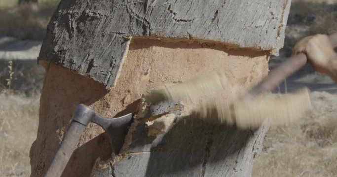 Still close up shot of two men cutting the cork layer of an oak tree.