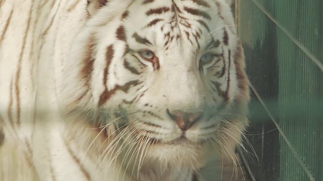 white bengal tiger goes behind bars (panthera tigris bengalensis)