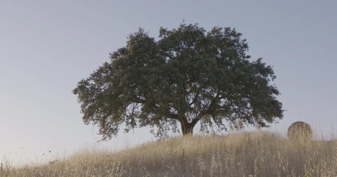 4k shot of an isolated oak tree in the middle of an hay field.