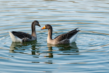 Obraz premium Deux oies qui nagent sur un lac