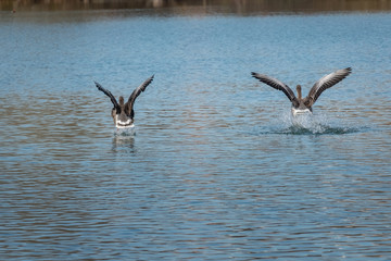 Deux oies qui atterrissent sur un lac