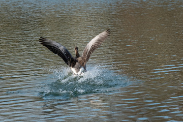 Une oie qui se pose sur un lac