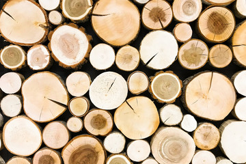 round teak wood stump background. Trees cut section for background texture