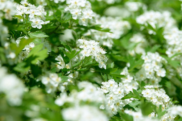 White flowers, leaves and branches of spring hawthorn. Blooming wild hawthorn bush. Medicinal plant.
