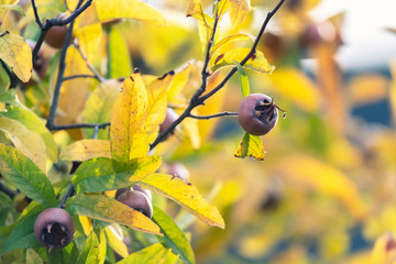 Fruits of medlar tree hang between autumn leaves