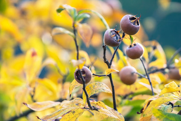 Fruits of medlar tree hang between autumn leaves