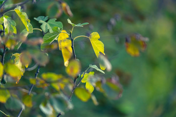 Close-up of autumn leaves in sunlight.